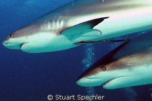 Two hunters on the prowl, up close and personal. by Stuart Spechler 